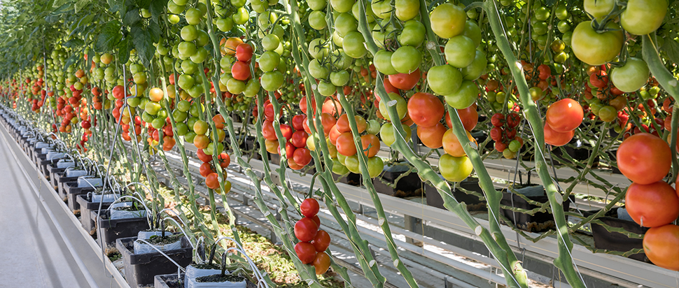 header-home-tomatoes